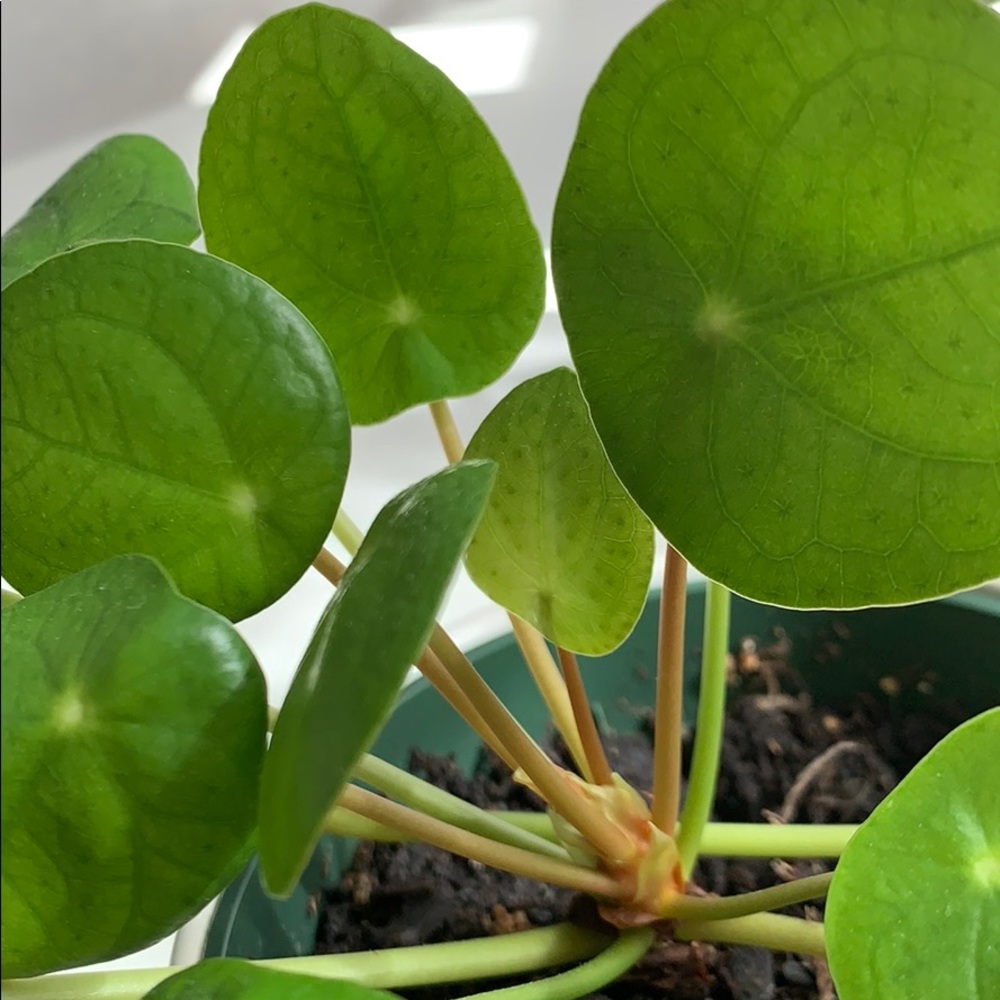 Meet your Posher, Gabriele